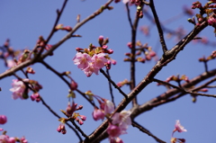 河津桜咲き始める