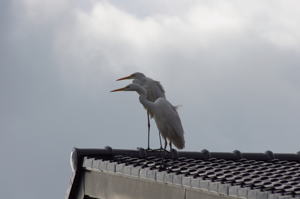 今日の鳥「屋根の上のダイサギ」