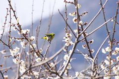 今日の鳥「白梅にメジロ」
