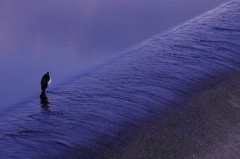 今日の鳥「アオサギ」
