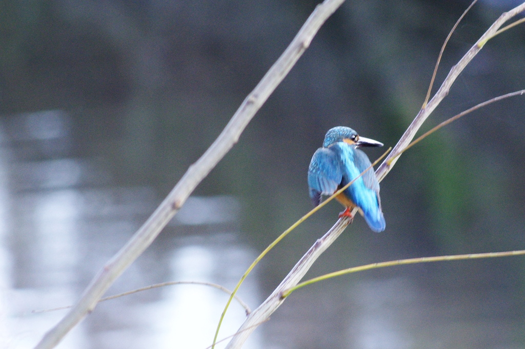 今日の鳥「カワセミ」