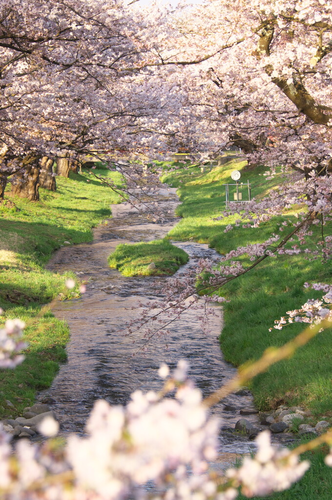 桜