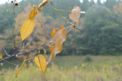 おじいちゃんちの近くを散歩