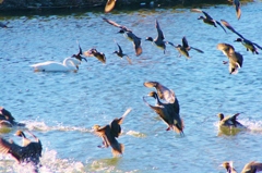 着地地点に白鳥一羽
