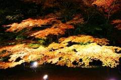 紅葉ライトアップ