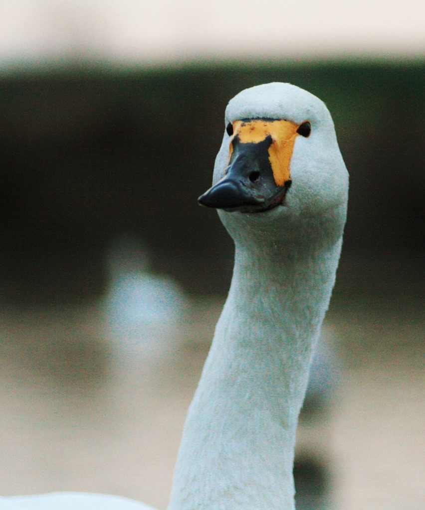 近くに白鳥