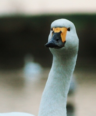 近くに白鳥