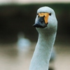 近くに白鳥