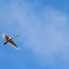 空、白鳥
