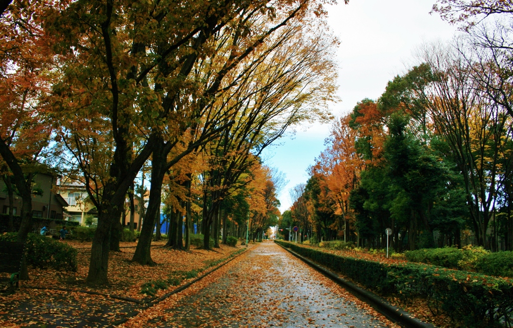 いつまでも変わらない散歩道　秋