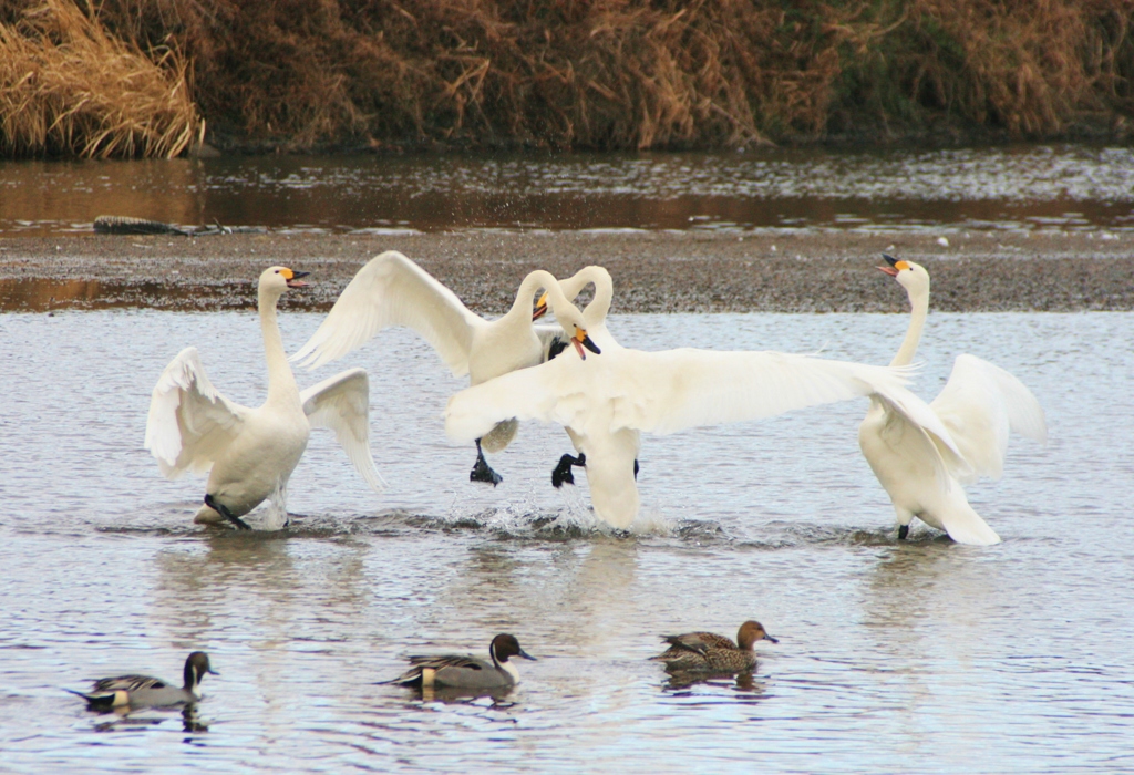 白鳥たちの踊り