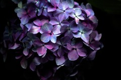IMG_4265