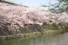 2017年岡崎疎水の桜