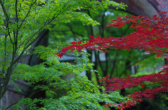 水路閣　緑　紅葉２横20141107