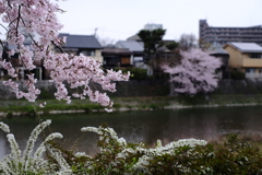 鴨川桜１