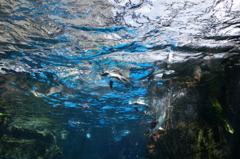 京都水族館