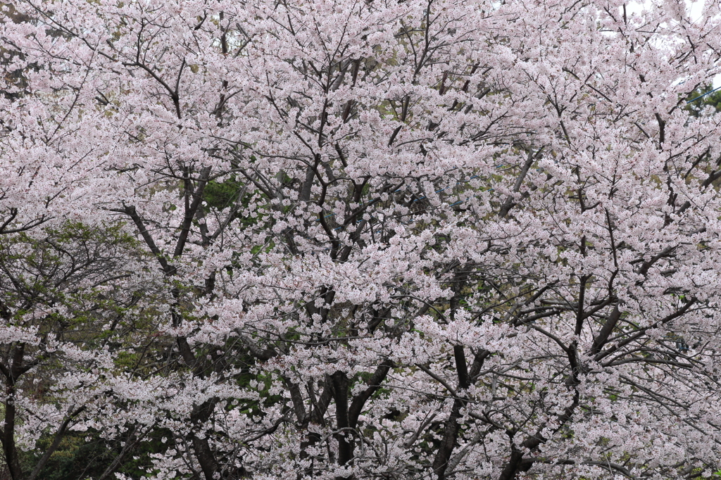 なごりの桜