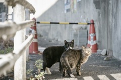 仲良しぬこさん