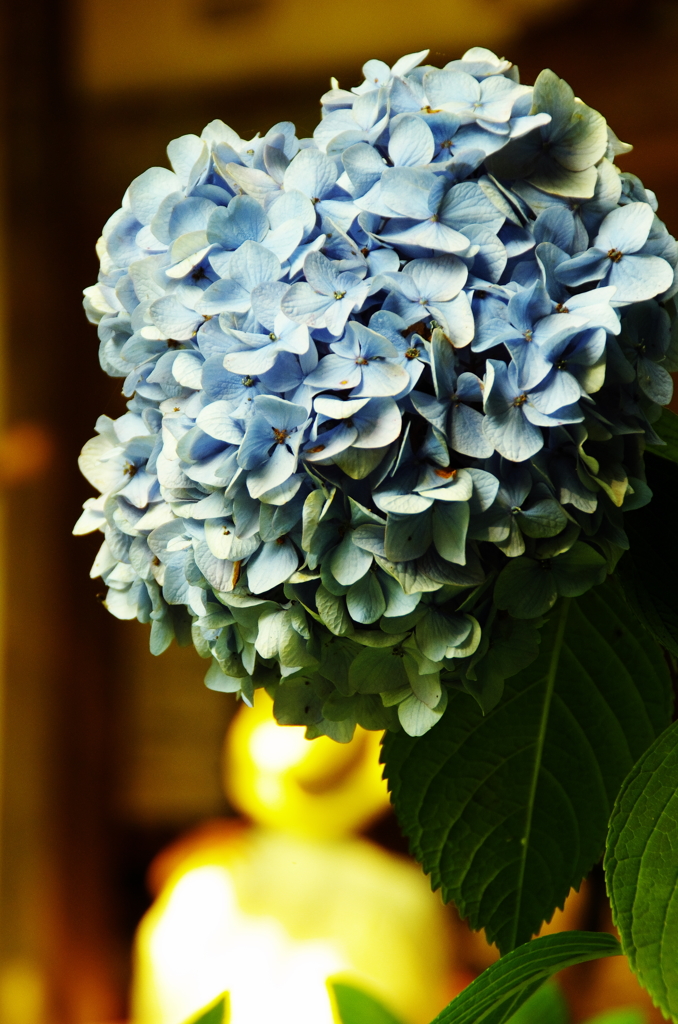 IMGP3374_2