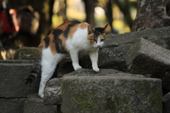 哲学の道