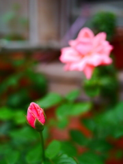 濃色薔薇