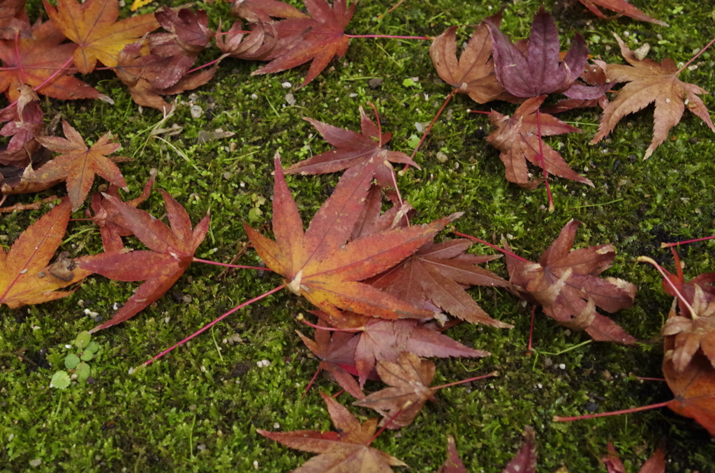 樂水園 紅葉