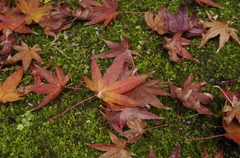 樂水園 紅葉