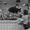 街中水族館