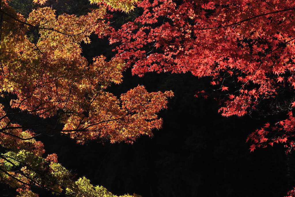 紅葉の盛りは虎龍のごとく