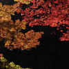 紅葉の盛りは虎龍のごとく