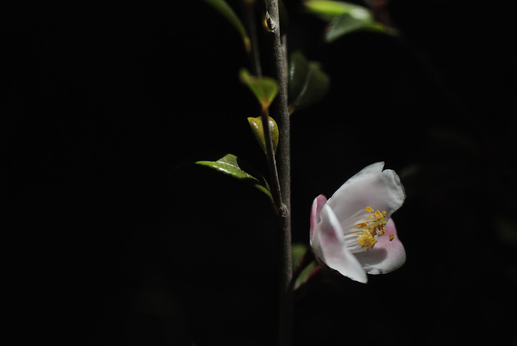 闇に咲く花