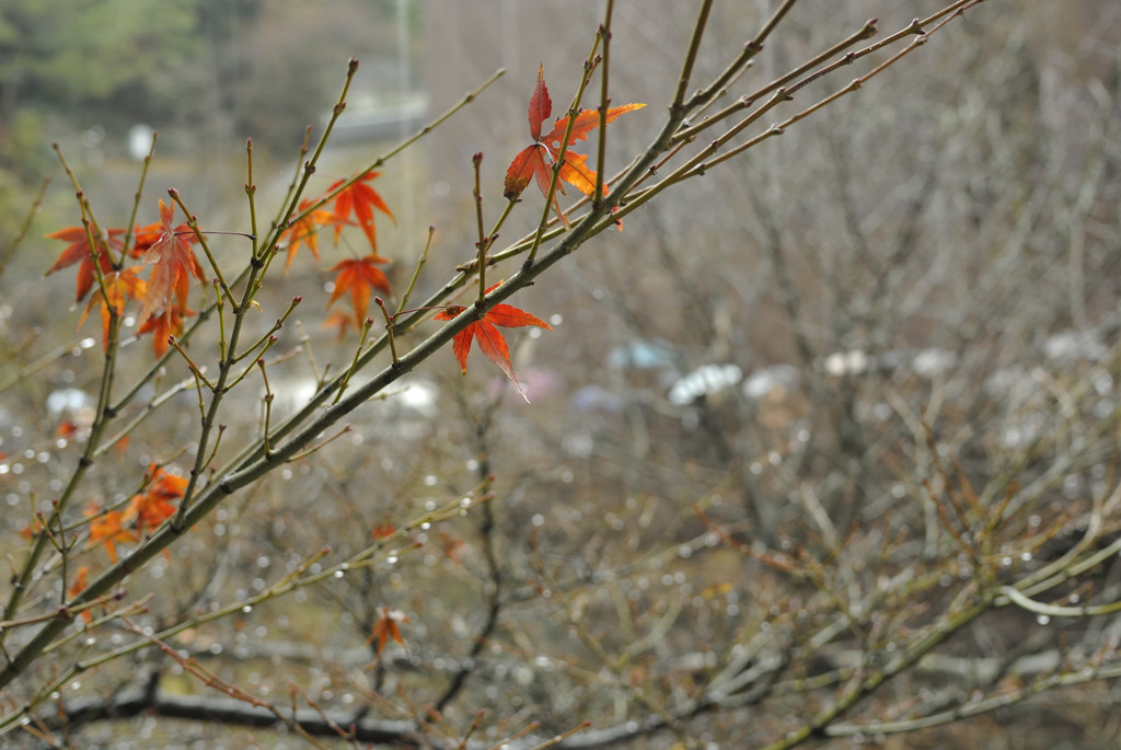 紅葉の残り