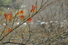 紅葉の残り