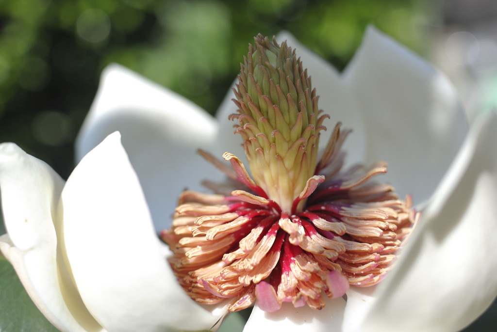 薫り立つ大山蓮華