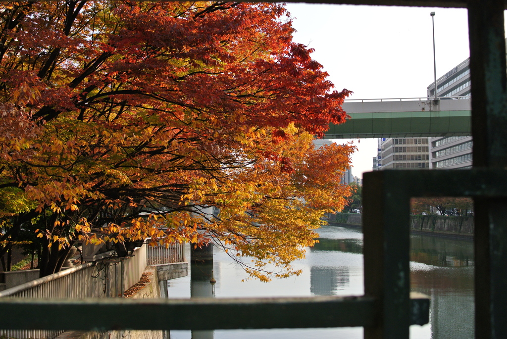 朝日と紅葉
