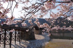 桜・錦帯橋