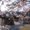 桜・錦帯橋