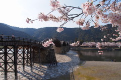 桜・錦帯橋