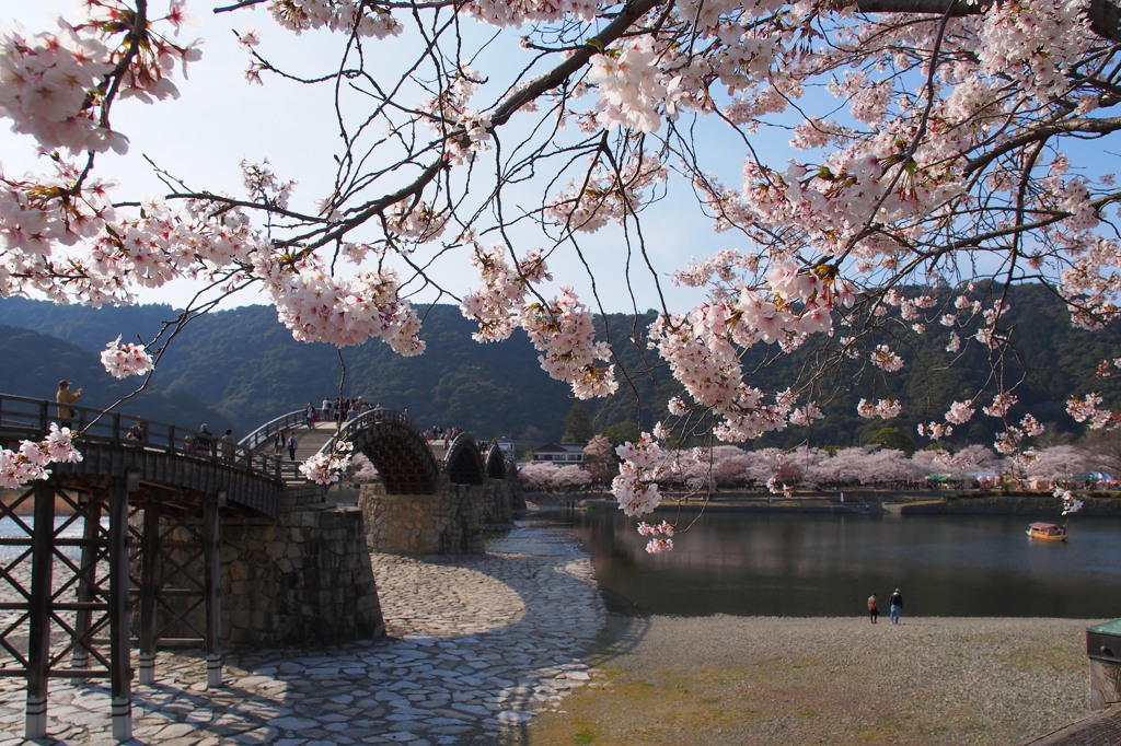 桜・錦帯橋