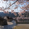 桜・錦帯橋