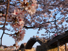 『桜』　錦帯橋