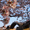 『桜』　錦帯橋