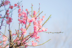 梅の花