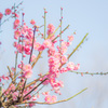梅の花