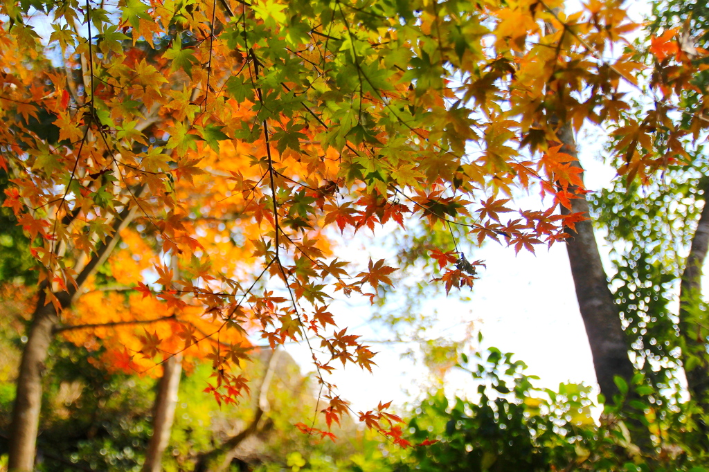 紅葉のグラデーション