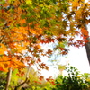 紅葉のグラデーション