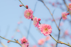 梅の花2