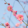 梅の花2