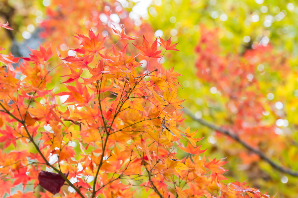 光いっぱいの紅葉