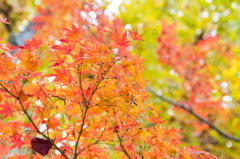 光いっぱいの紅葉